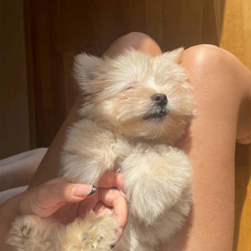 Hundefellöl - Handgemacht & Bio - "Neutral" - 100ml PantBase