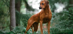 Seife für das Fell, Hundeseife, vegan, plastikfrei, tierversuchsfrei, palmölfrei